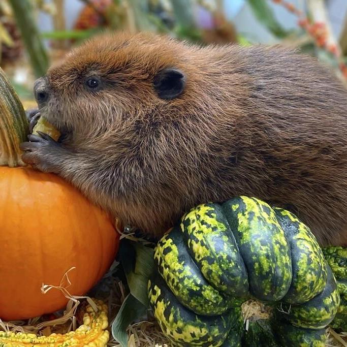 Nibi the 'diva' beaver to stay at rescue center, Massachusetts governor decides
